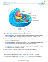 3 – An Animal Cell