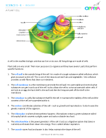 6 – A Plant Cell