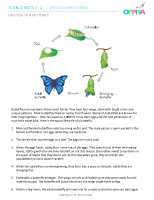 6 – Lifecycle of a Butterfly